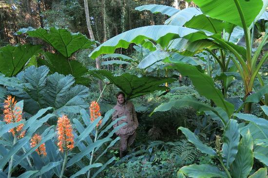 Jardin botanique Jungle Karlostachys