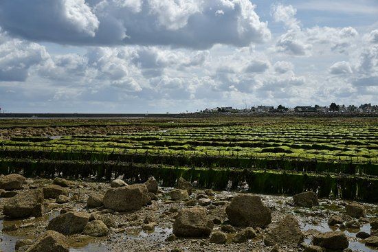 Les parcs à huitres