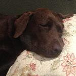 L'Amazonie Restaurant