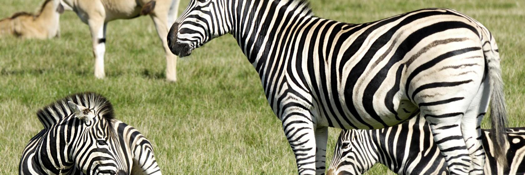 Parc Zoologique Cerza