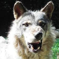 Parc Animalier Saint Martin Montaigu La Brisette